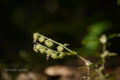 Pogostemon paniculatus